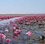 Pink lotus lake Thailand