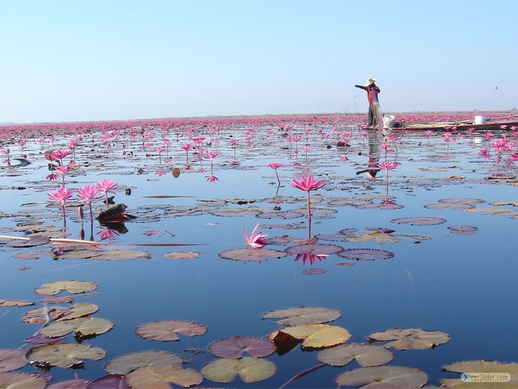 red-lotus-sea