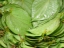 betel-leaves