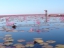 red-lotus-sea