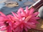 thailand-lotus-lake