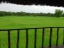 thailand-rice