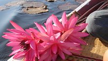 Thailand lotus flower