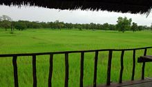 Thai rice paddies