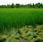 Rice paddies at Green Gecko
